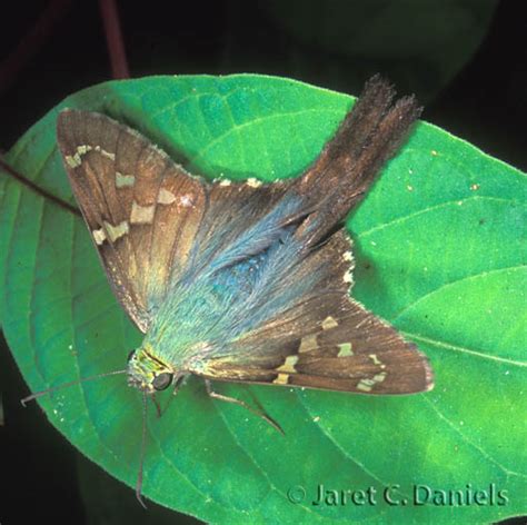 Long-tailed Skipper – Florida's Wildflowers & Butterflies