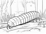 Printable Millipede Coloring Page  sketch template