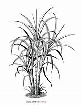 Sugarcane Plant Colouring Pages Sketch Coloring Page sketch template