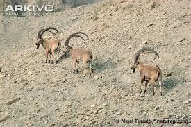 siberian ibex - Google Search | Zoo animals, Alpine ibex, Pyrenean ibex