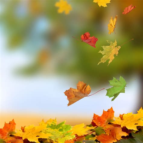 Maple Leaves Falling - Fall Leaves In The Air - 1500x1500 Wallpaper ...