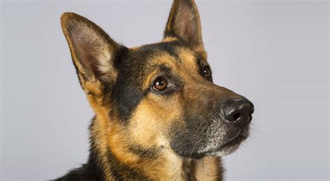 7 Facts About The German Shepherd - Animalso