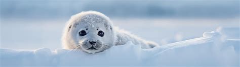 Premium AI Image | a baby seal lying in snow