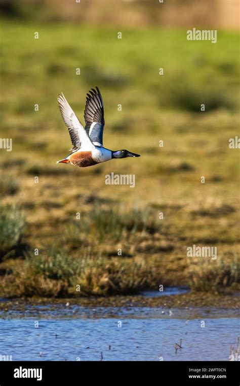 Northern Shoveler, Spatula clypeata, male in flight over marshes Stock Photo - Alamy
