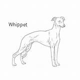 Whippet Colouring Pages Sketch Coloring Page sketch template