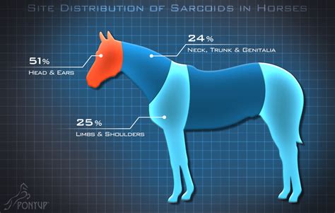 Sarcoids – PonyUp Technologies