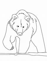Free Printable Bear Coloring Pages For Kids sketch template