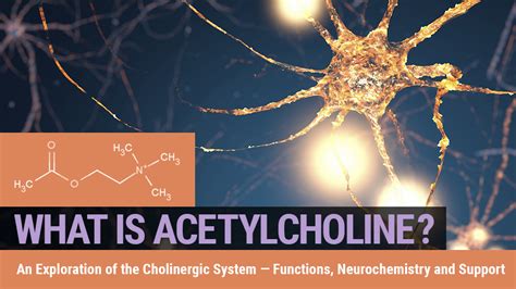 What is Acetylcholine? An Exploration of the Cholinergic system — Functions, Neurochemistry and ...