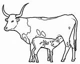 Longhorn Cow Page Coloring Pages sketch template