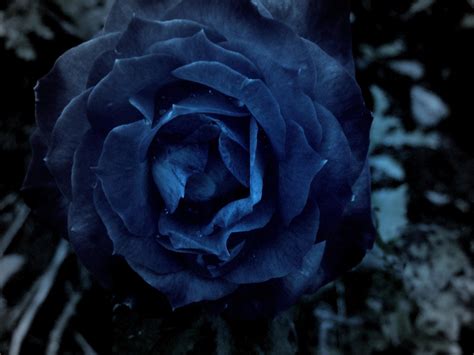 Dark Blue Roses Wallpaper - WallpaperSafari