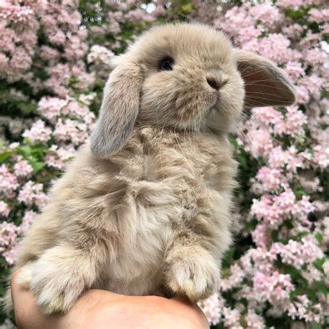 Pin by Bella Fleming on All things rabbit | Cute baby animals, Cute ...