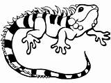 Iguana coloring Pages To Download And print For free sketch template