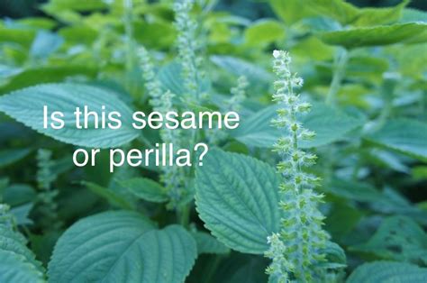 What is the difference between sesame and perilla? - Dramasrok KOREA | Perilla, Different plants ...