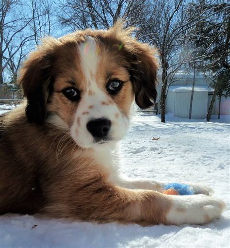 Cutest Cocker Spaniel Mixes