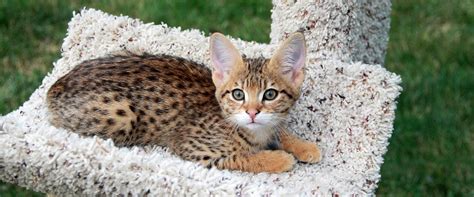 Savannah Cat Kitten