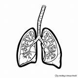Lungs Coloring Pages  Free & Printable sketch template