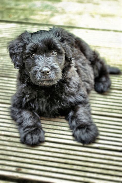 Bouvier puppy! I Love Dogs, Puppy Love, Cute Dogs, African Wild Dog, Schnoodle, Puppies And ...