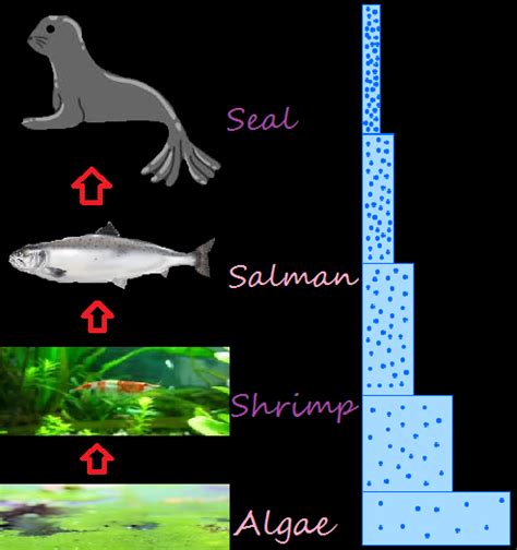 Estuary - The Marine Biome