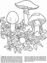 Kingdom Fungi Coloring Worksheet Sketch Page sketch template