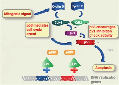 Regulation of cell cycle: the role of p53 and pRb | Download Scientific Diagram