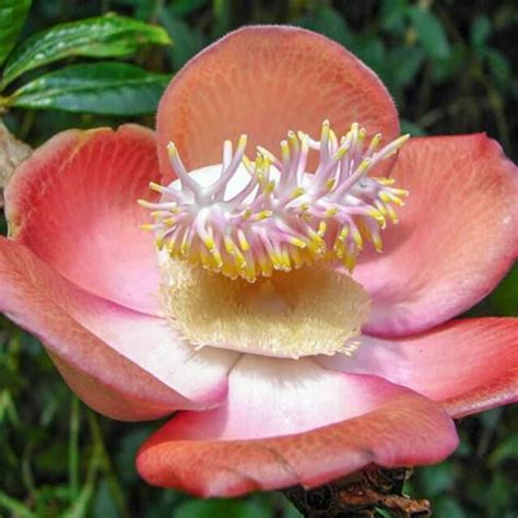 Nagalinga flower