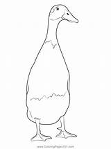 The Runner Duck Coloring Page For Kids  Free Ducks Printable sketch template