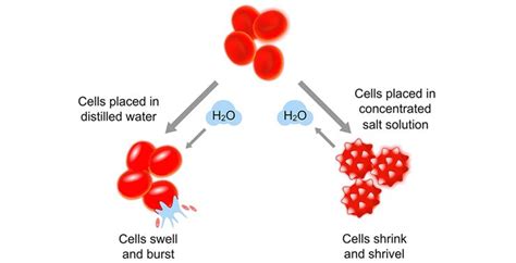 Traditional Methods of Cell Lysis | Thermo Fisher Scientific - NL