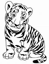 Tiger coloring Pages  ColoringLib sketch template