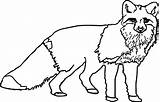 Nocturnal Animals Printable Coloring Pages sketch template