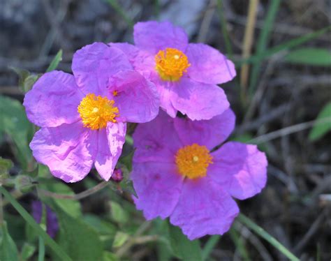 Cistus albidus. | Flora, Cistacae