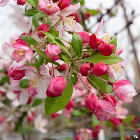 Flowering Crabapple 'Prairifire' — Green Acres Nursery & Supply