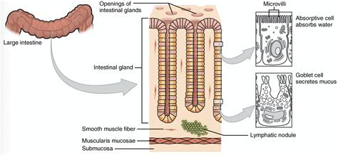 Absorption in the Large Intestine - Regulation - TeachMePhysiology