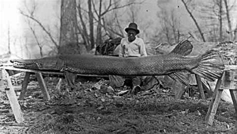 Gar: o peixe-jacaré de 100 milhões de anos quase extinto pelo homem - Mega Curioso