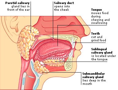 Digestive System Flashcards | Quizlet