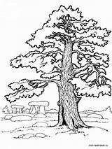 Oak Tree Coloring Page Oak Coloring Pages Getcolorings Printable  sketch template