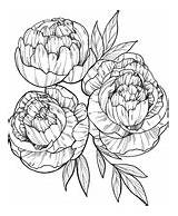 Peony Coloring Pages  Free Coloring sketch template