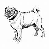 Boxer Coloring Pages sketch template