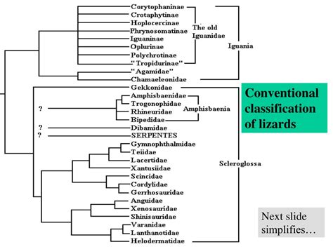 PPT - Lizards, PowerPoint 1 PowerPoint Presentation, free download - ID:5508040