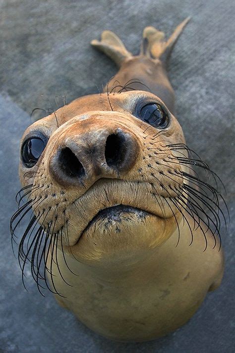 58 Seals, sea lion, and Walruses ideas | sea lion, animals wild, pet birds