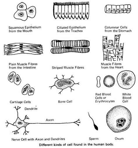 are hundreds of different types cells in the human body and their uses ...