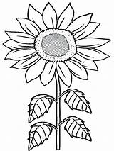 Sunflower Coloring Pages Printable At GetDrawings  Free Download sketch template