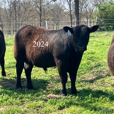 2023 YEARLING BULLS | Fish Branch Angus