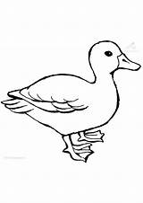 Coloring Pages  Duck For Kids sketch template