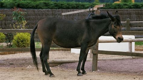 Horse-Donkey Breeding: Understanding And Producing Mules