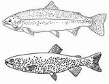 Rainbow Trout Drawing Sketch Coloring Page sketch template