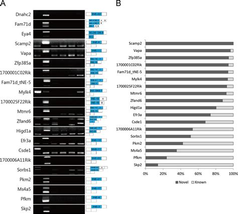 Alternative splicing patterns of the novel isoforms containing the... | Download Scientific Diagram