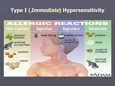 PPT - Cellular Immune Response & Hypersensitivity PowerPoint ...