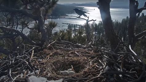 Video - Not today Raven! - Big Bear Bald Eagle Nest Cam - SPO