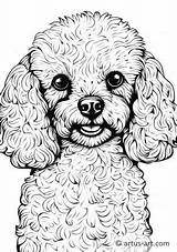 Poodle Coloring Pages Skirt Paris Drawing Printable Dog Template 50s Ca  sketch template