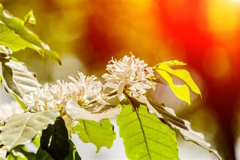 White Coffee Flower on Coffee Tree. Stock Photo - Image of plant ...